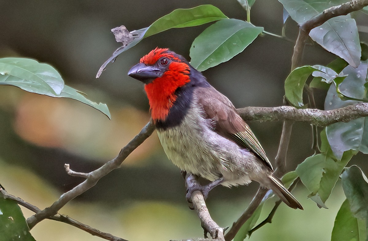 Black-collared Barbet - ML643601862