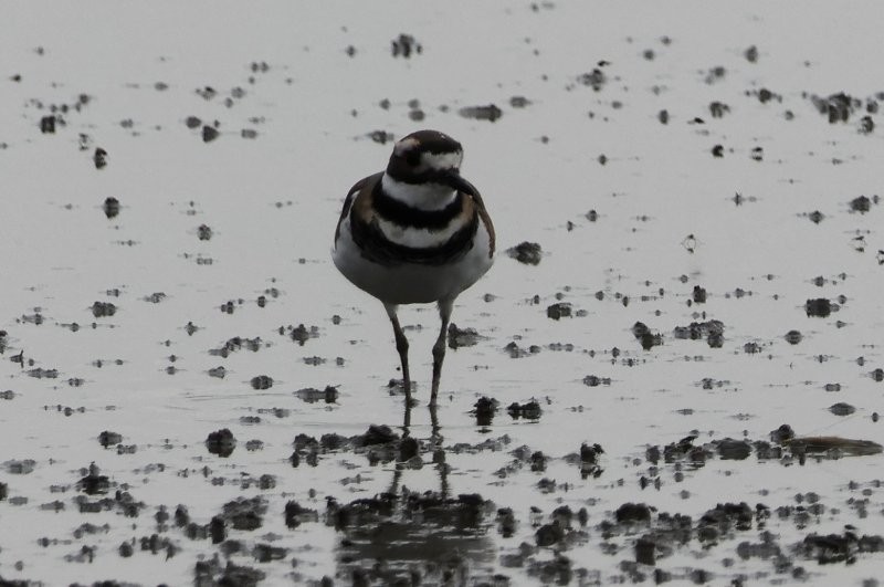 Killdeer - ML643601864