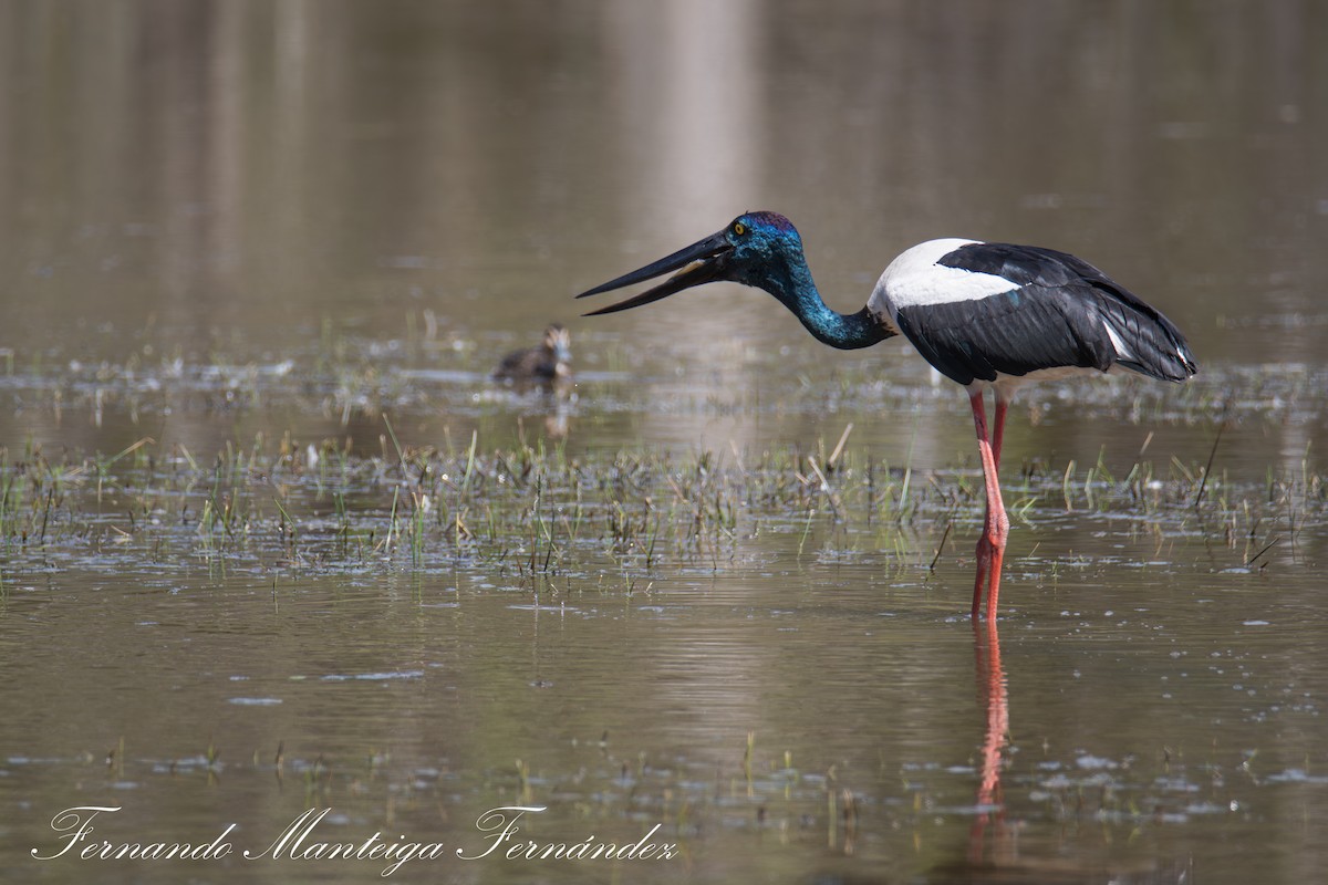 Riesenstorch - ML643601903
