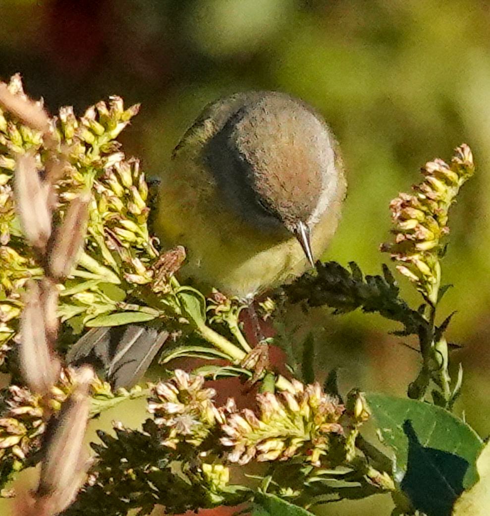 Paruline verdâtre - ML643601913