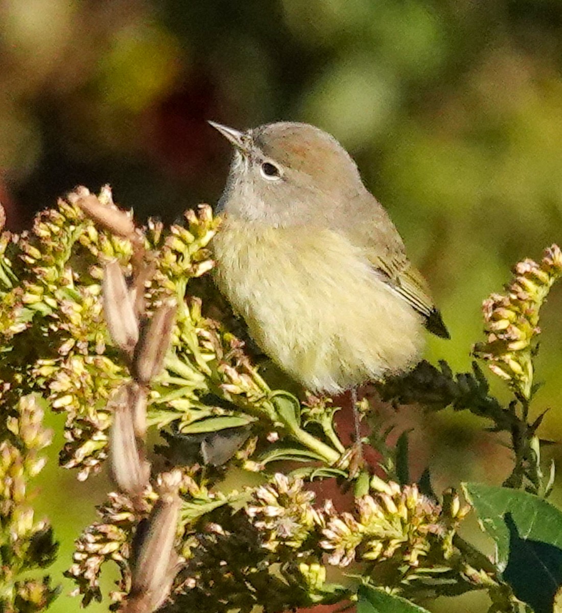 Paruline verdâtre - ML643601914