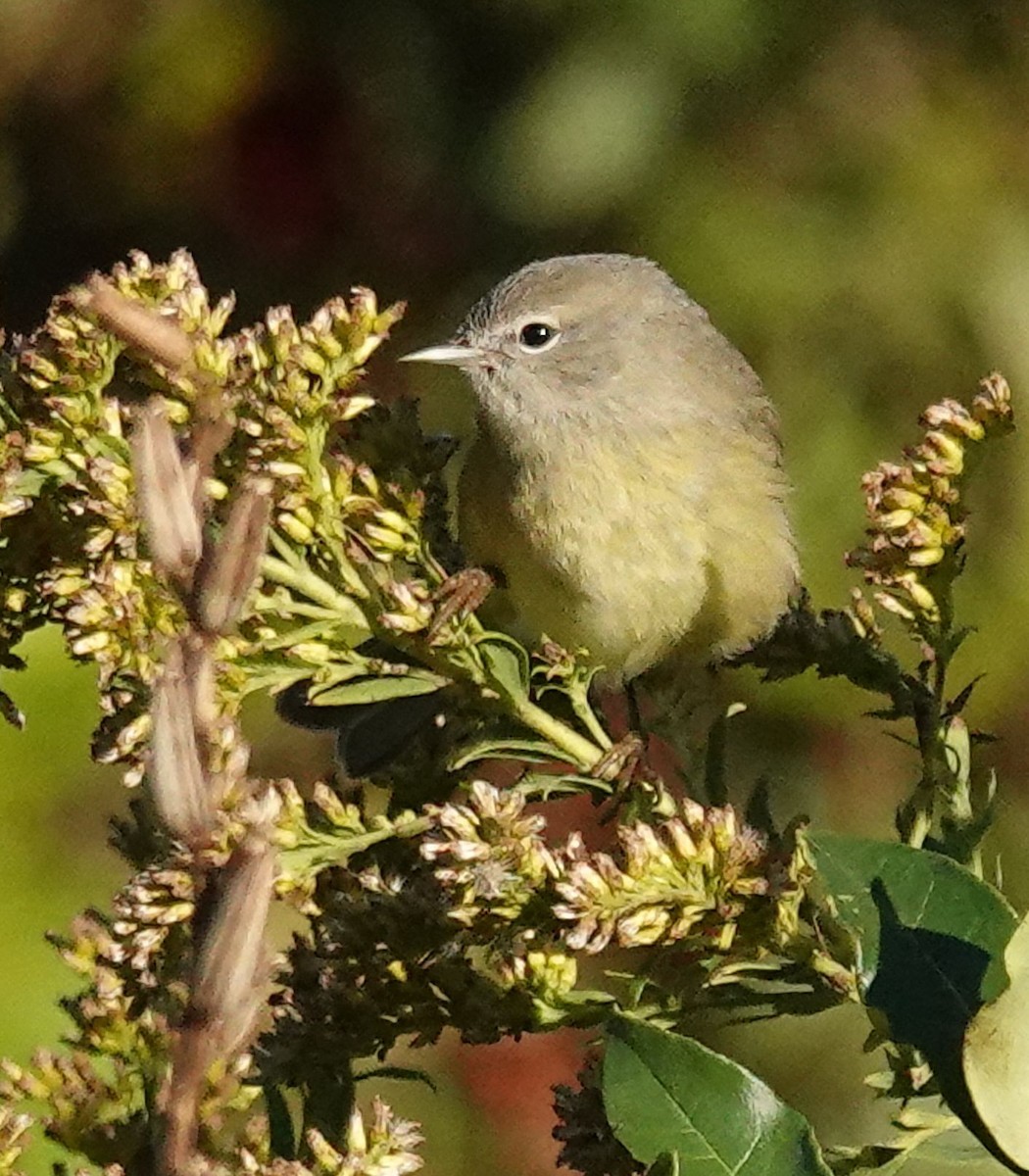 Paruline verdâtre - ML643601915
