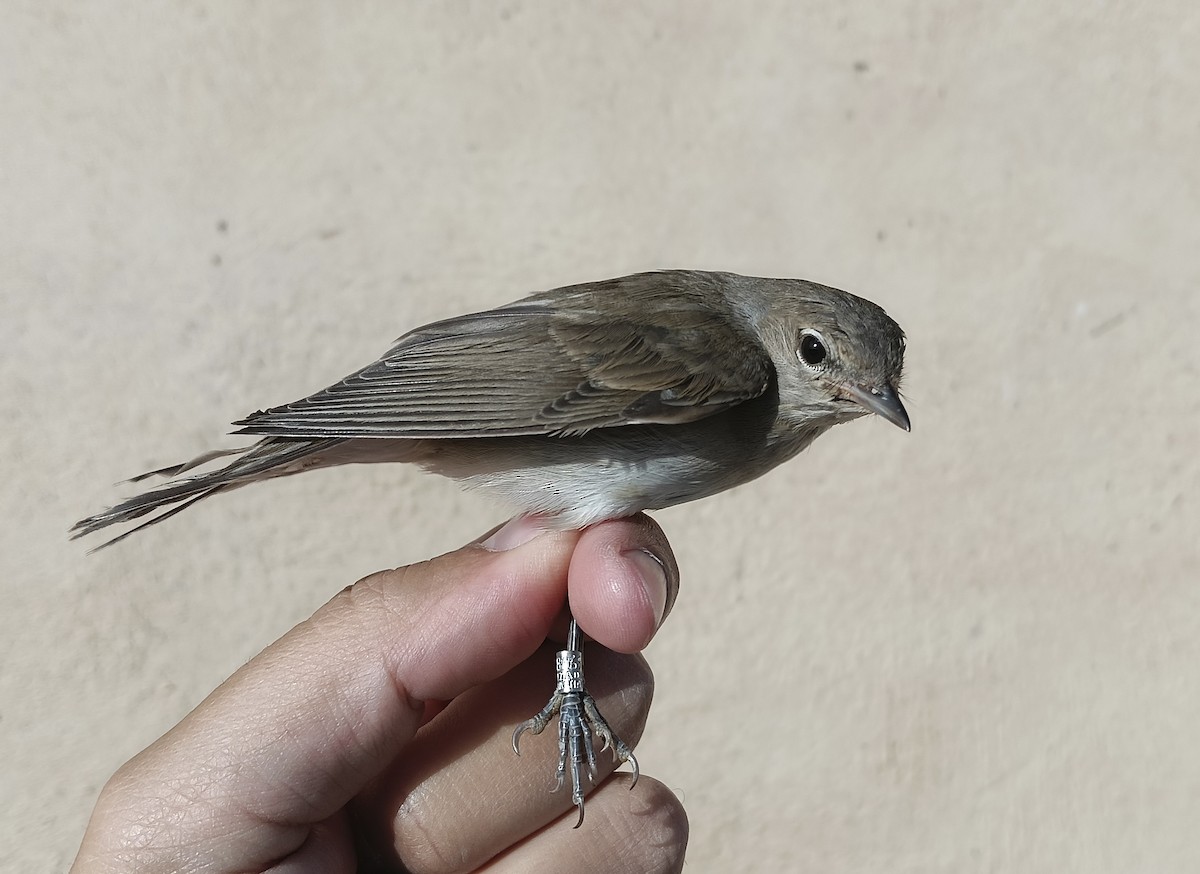 Garden Warbler - ML643601916