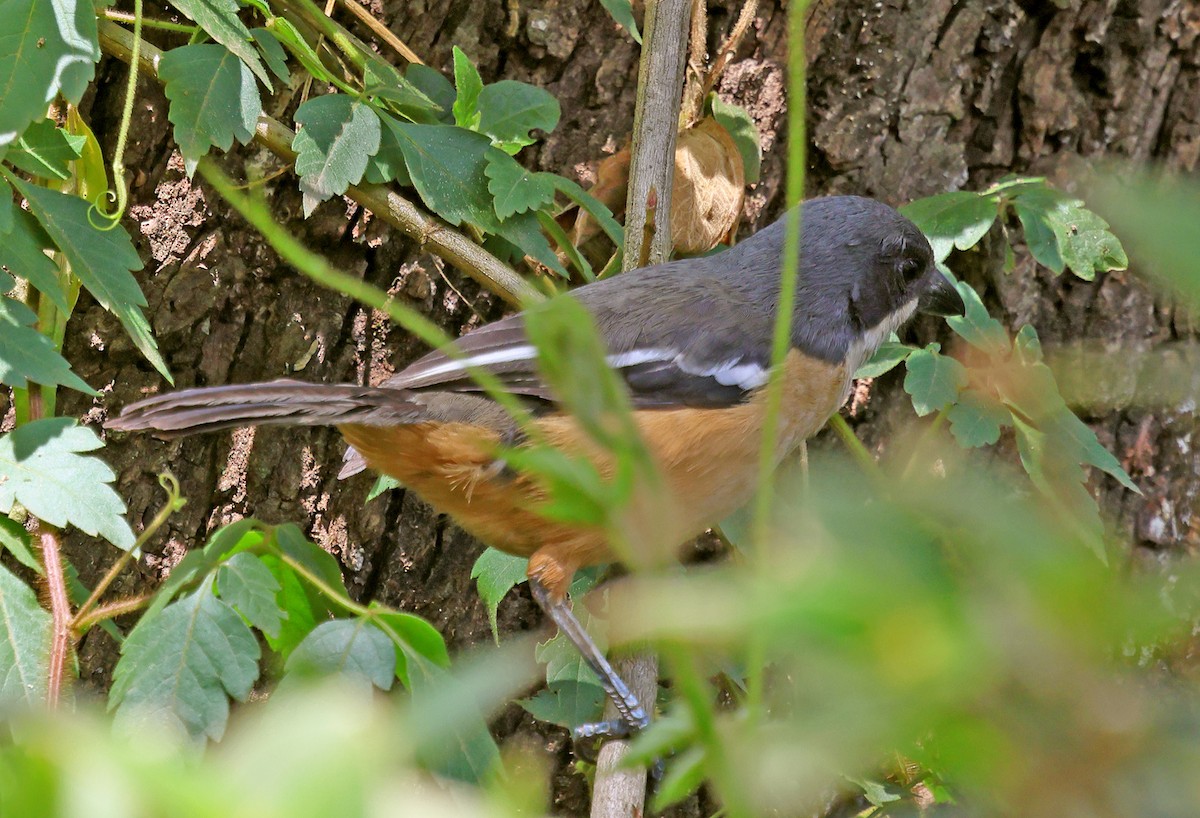 Southern Boubou - ML643601923