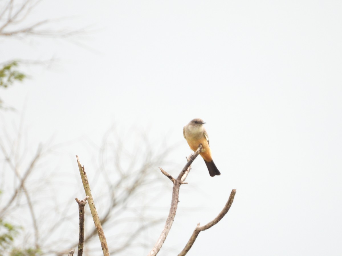 Say's Phoebe - ML643601926