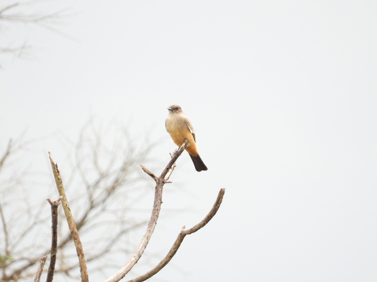 Say's Phoebe - ML643601927