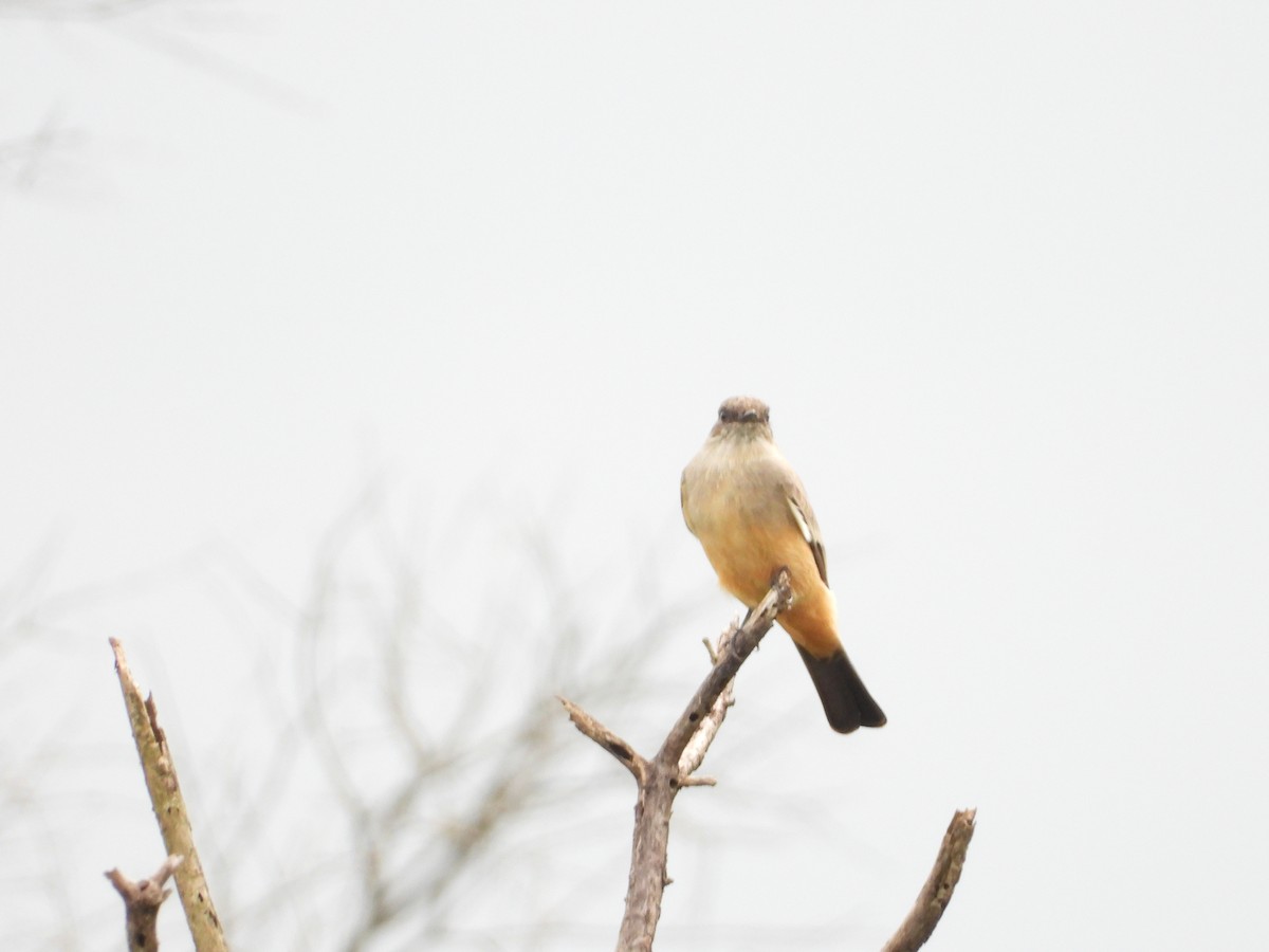 Say's Phoebe - ML643601928