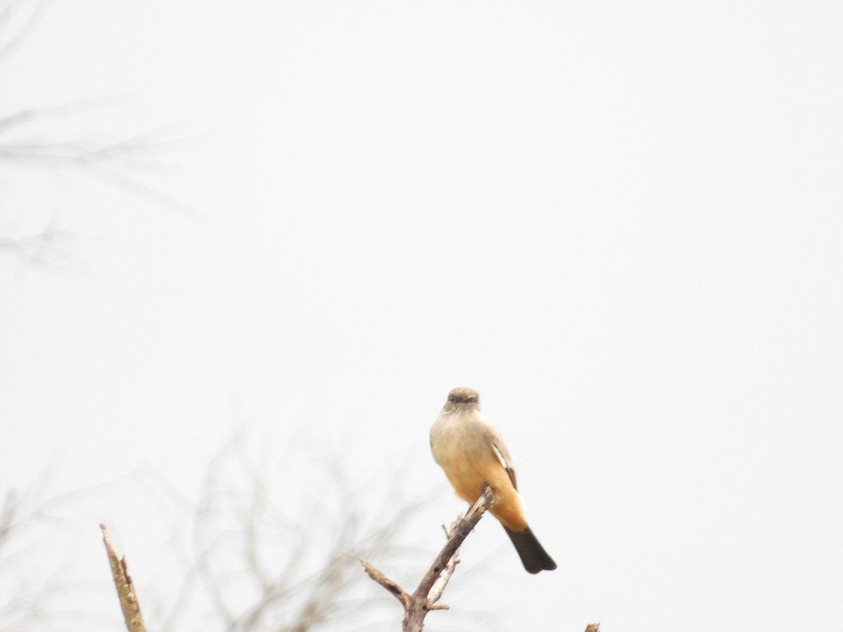 Say's Phoebe - ML643601929