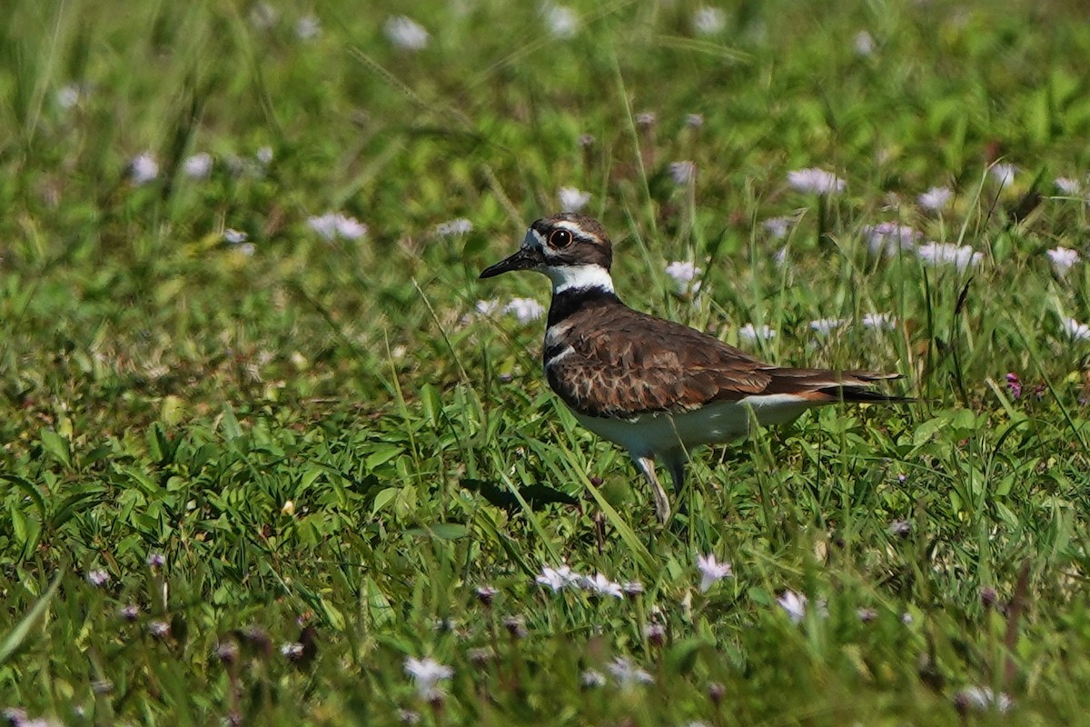 Killdeer - ML643601983