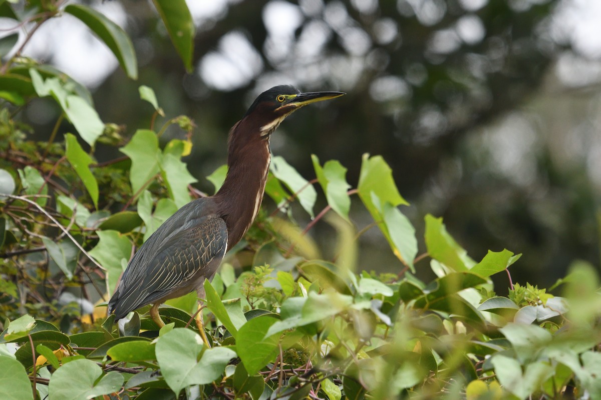 Grünreiher - ML643601988