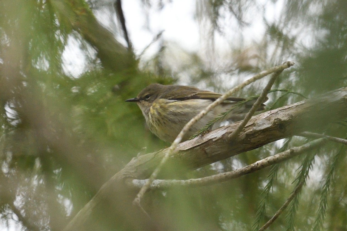 Cape May Warbler - ML643601995