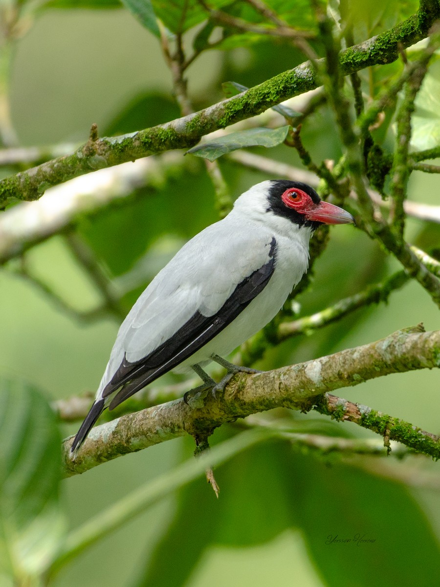 svartstjerttityra - ML643601996