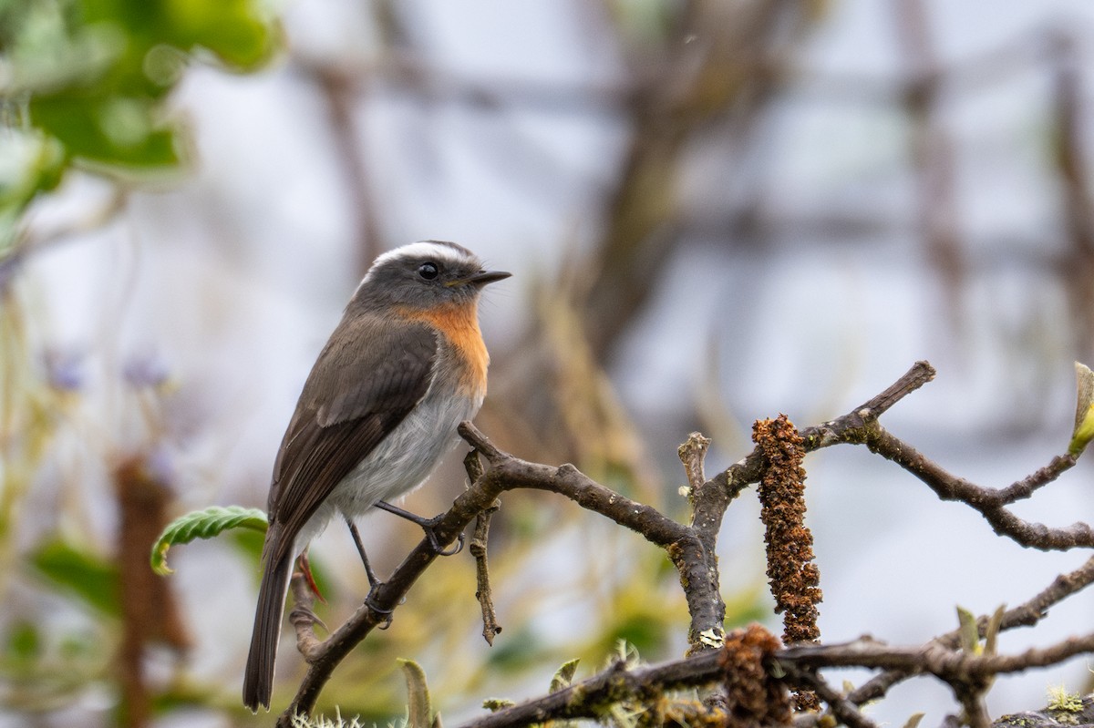 Rufous-breasted Chat-Tyrant - ML643602002
