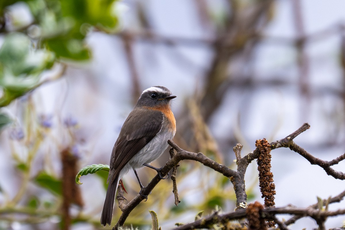 Rufous-breasted Chat-Tyrant - ML643602003