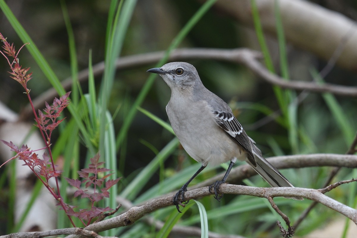 Gartenspottdrossel - ML643602033