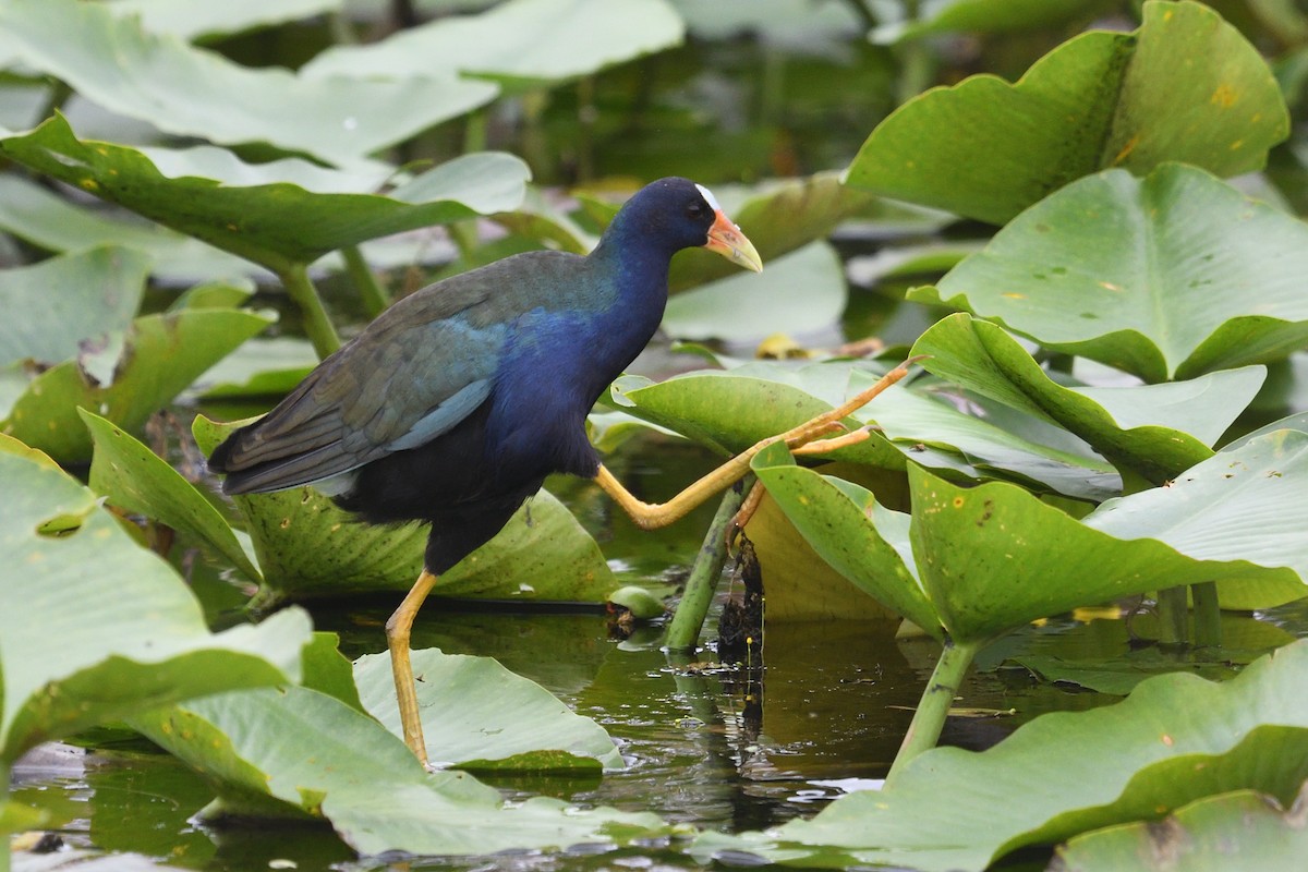 Zwergsultanshuhn - ML643602044