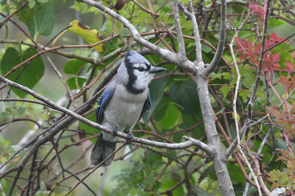 Blauhäher - ML643602049