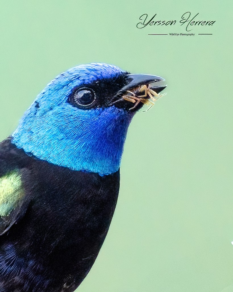 Blue-necked Tanager - ML643602053
