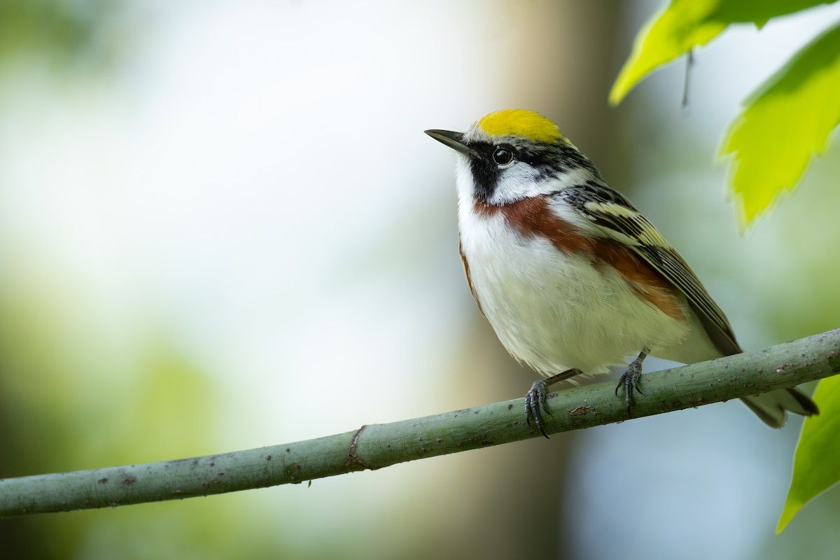 Chestnut-sided Warbler - ML643602063