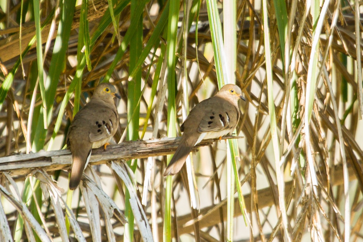 Long-tailed Ground Dove - ML643602068