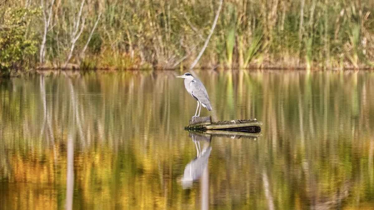 Gray Heron - ML643602089