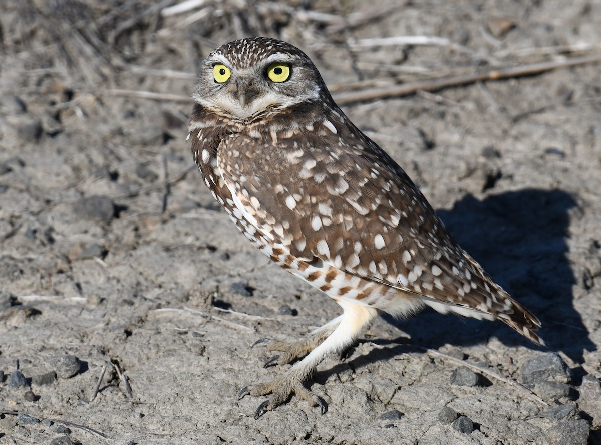 Burrowing Owl - ML643602110