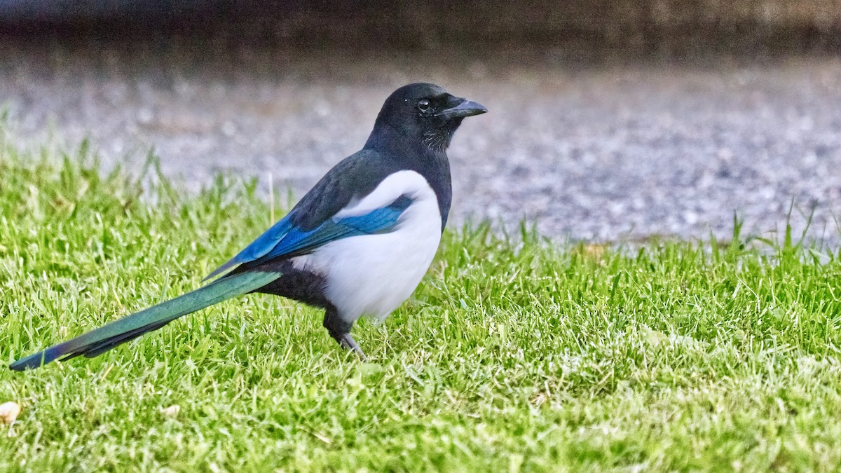 Eurasian Magpie - ML643602118
