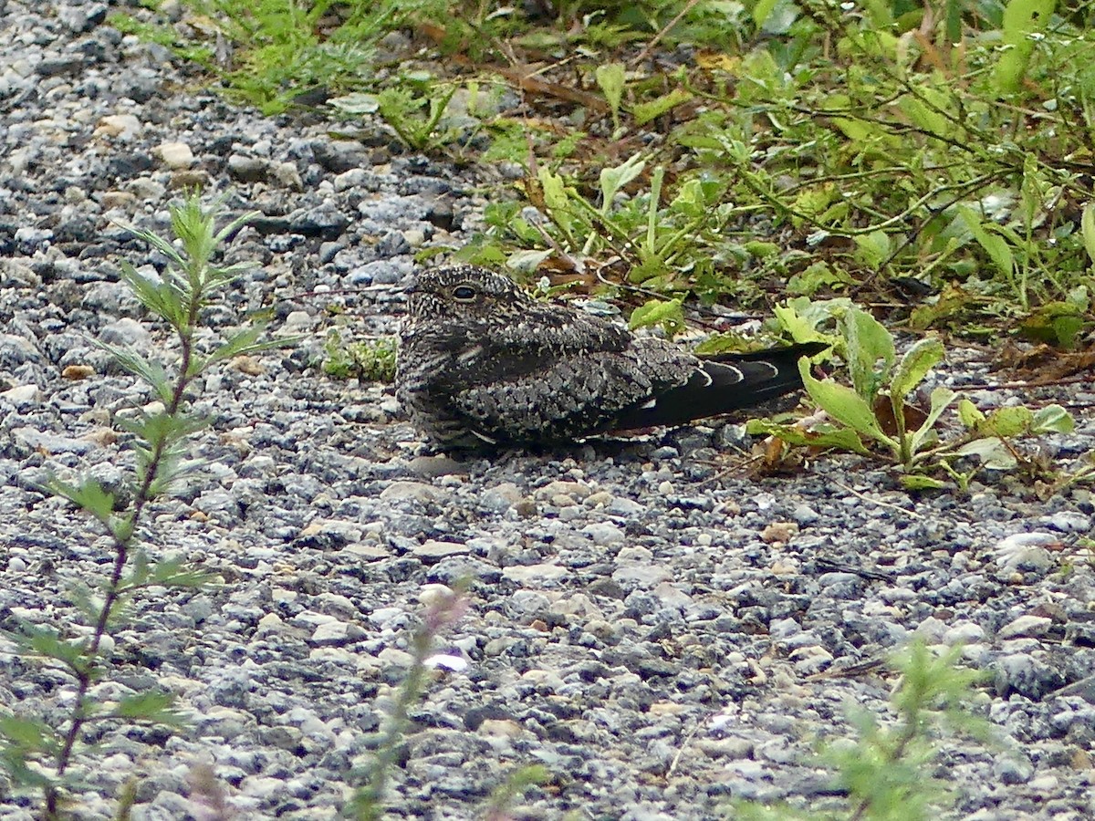 Common Nighthawk - ML643602121