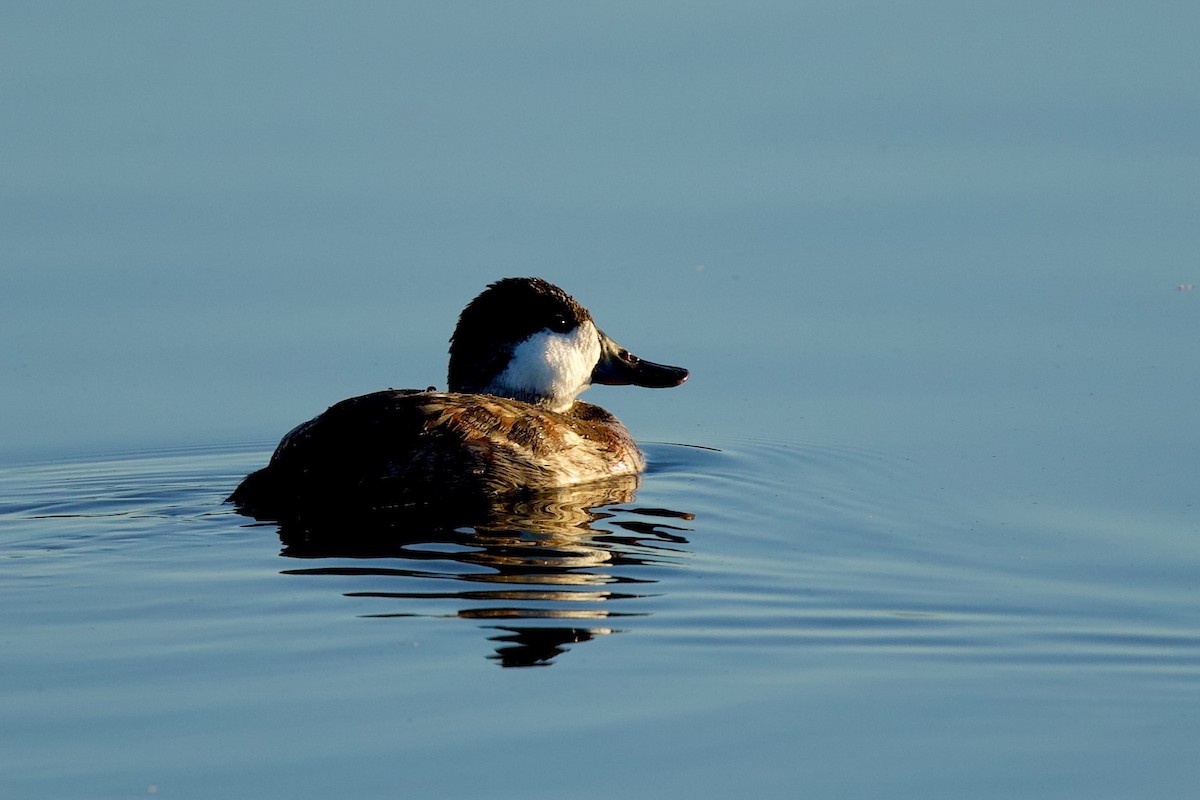 Ruddy Duck - ML643602125