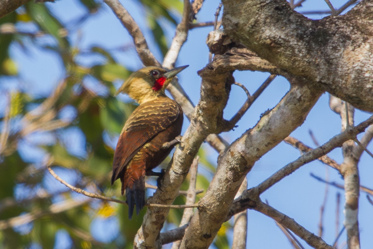 Pale-crested Woodpecker - ML643602128