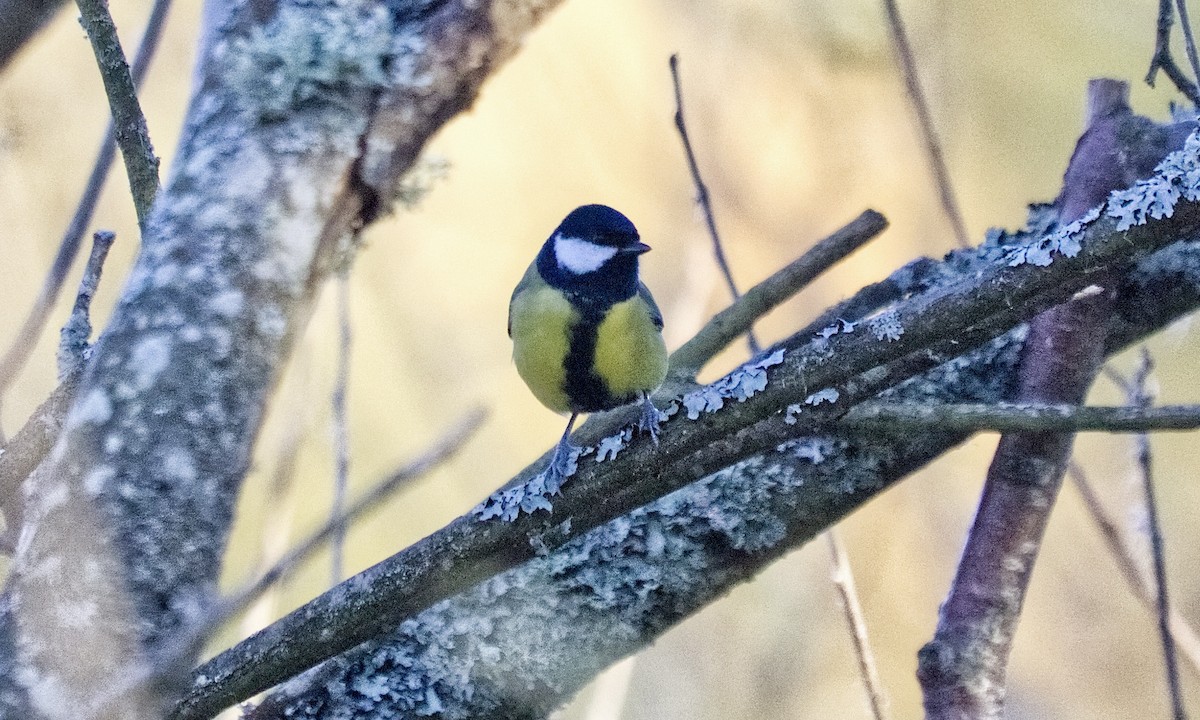 Great Tit (Great) - ML643602137