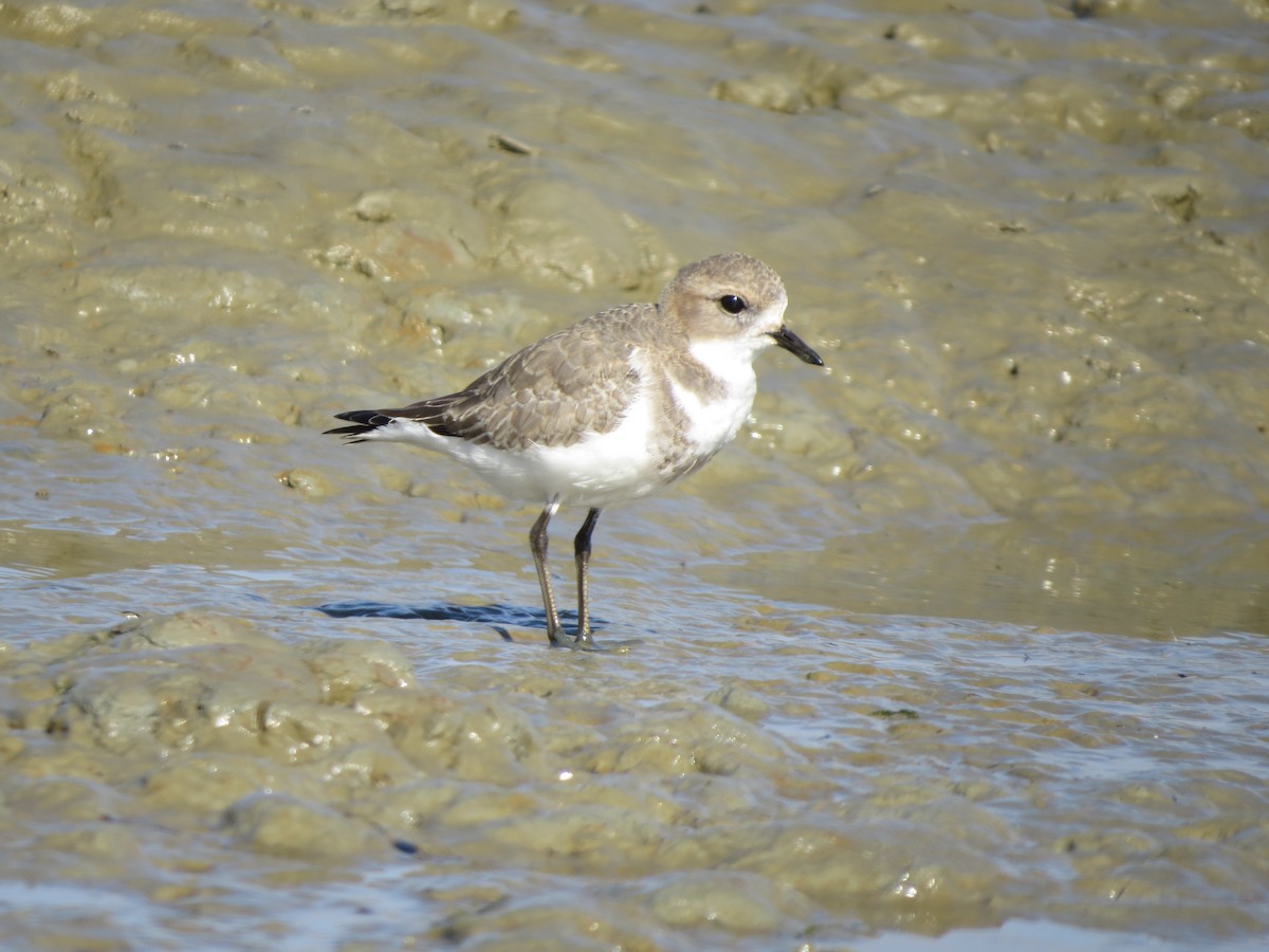 Two-banded Plover - ML643602169