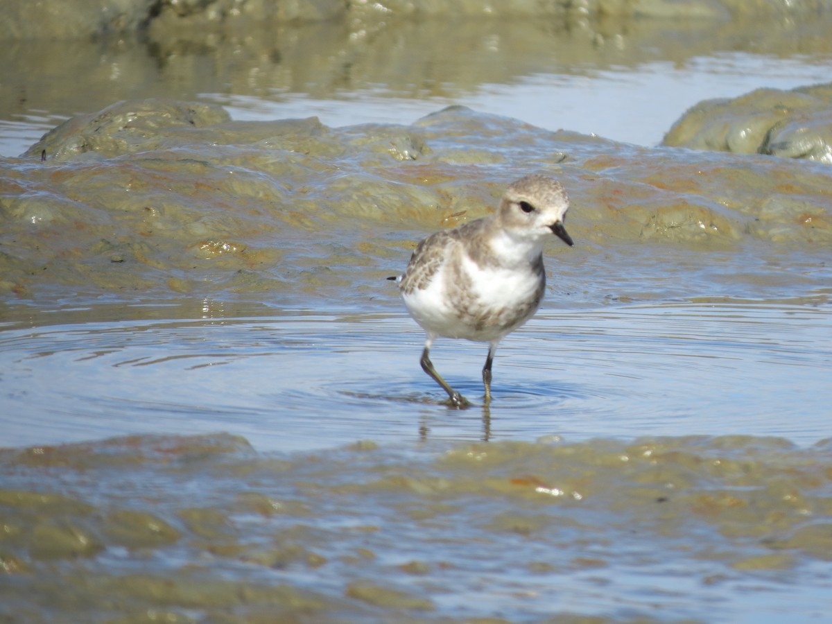 Two-banded Plover - ML643602170