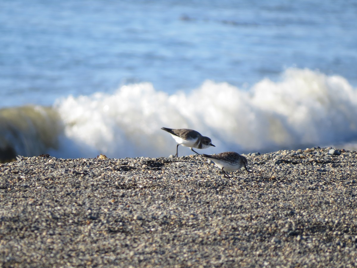 Two-banded Plover - ML643602171