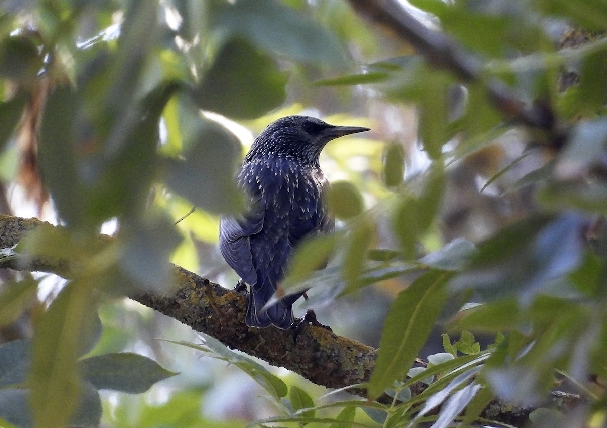 Spotless Starling - ML643602175