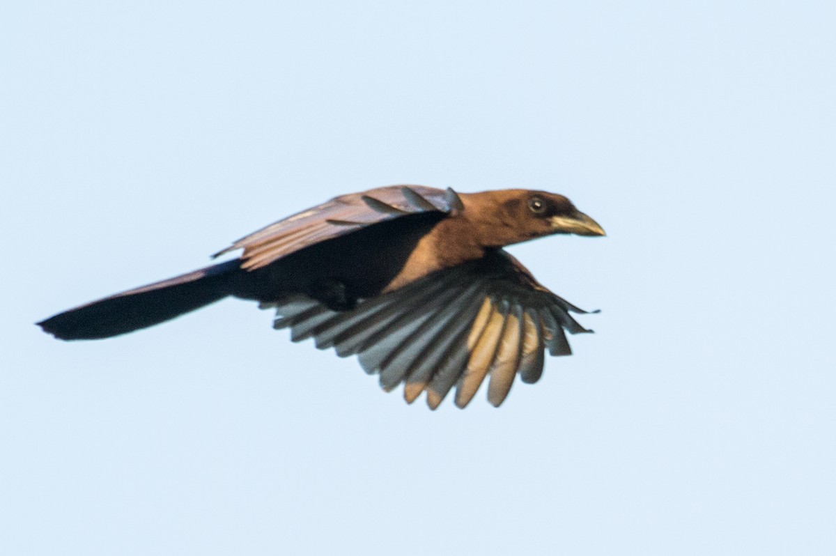 Purplish Jay - ML643602178