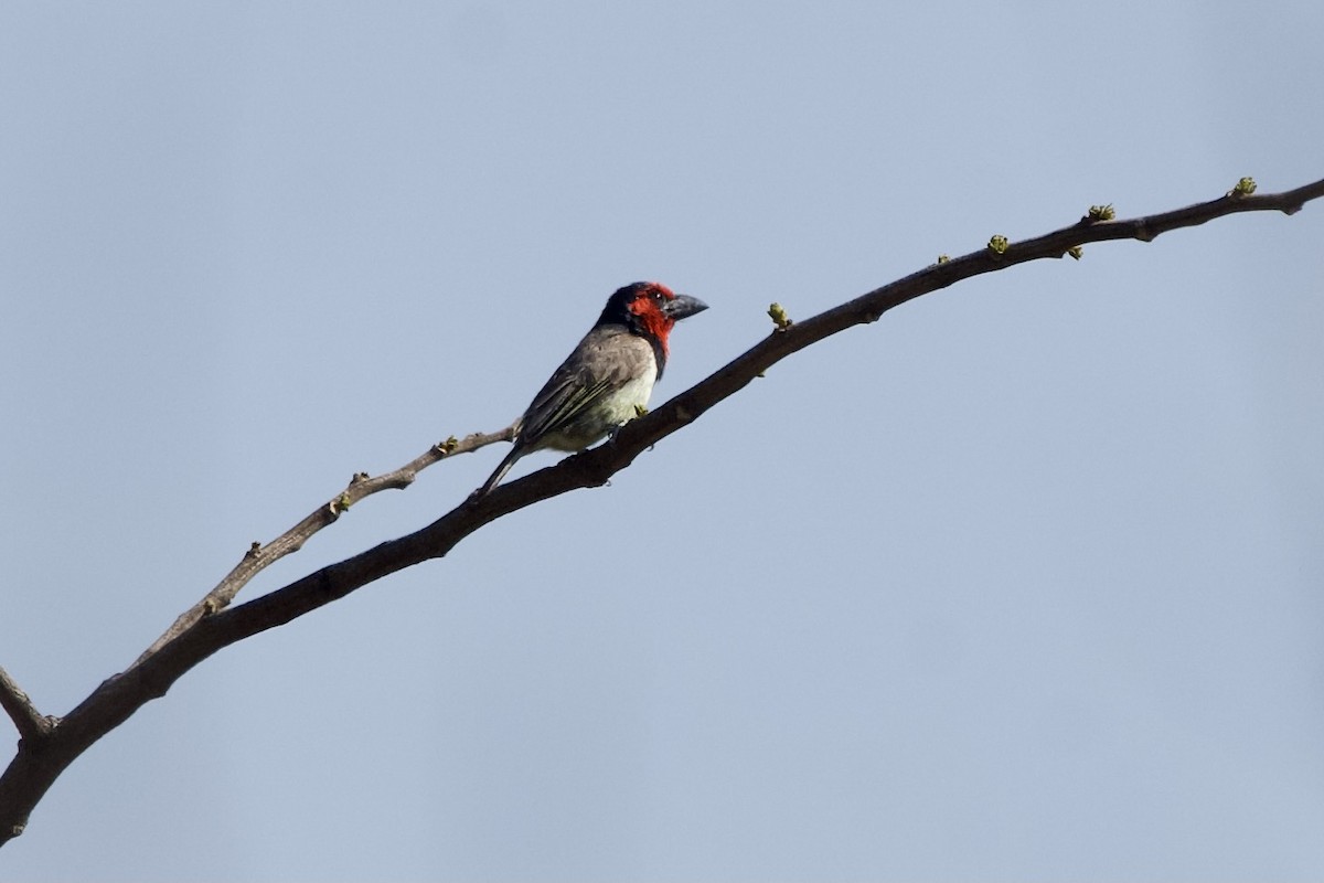 Black-collared Barbet - ML643602179