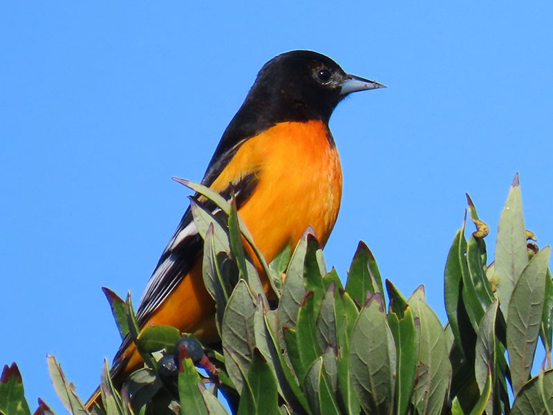 Baltimoretrupial - ML643602205