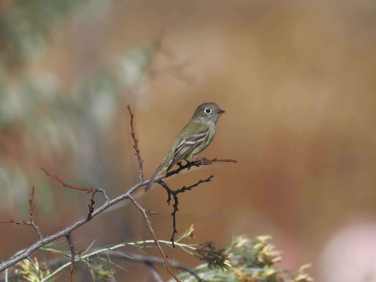 Hammond's Flycatcher - ML643602208