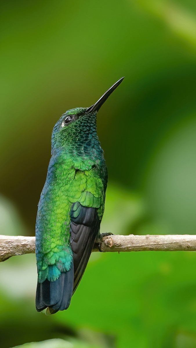 Blue-tailed Emerald - ML643602209