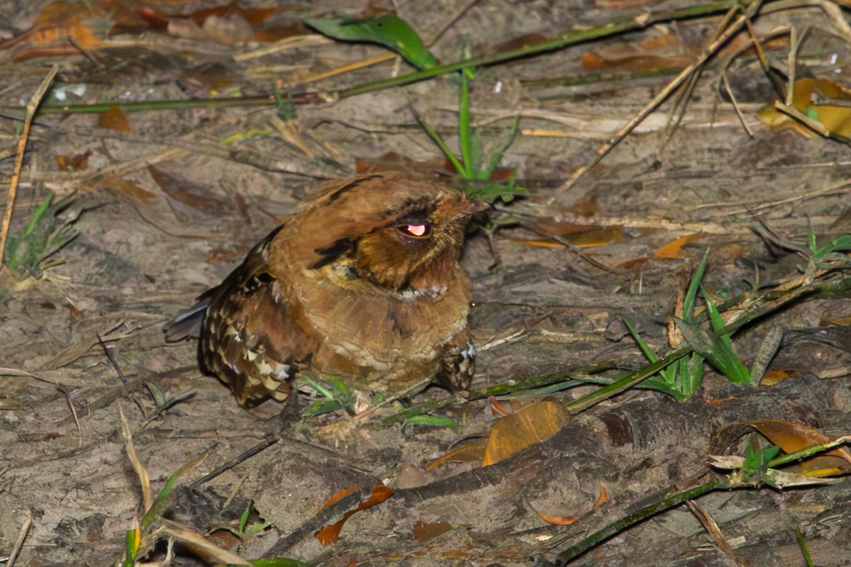 アカヨタカ - ML643602220