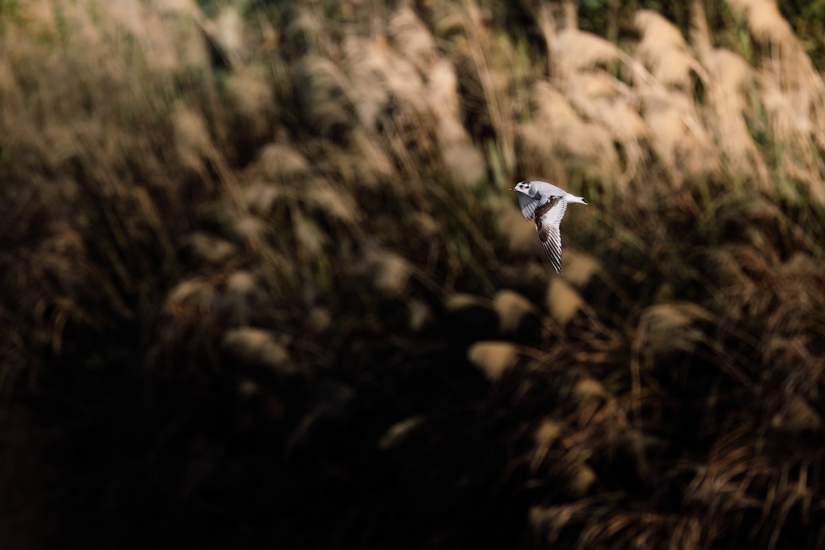Little Gull - ML643602221