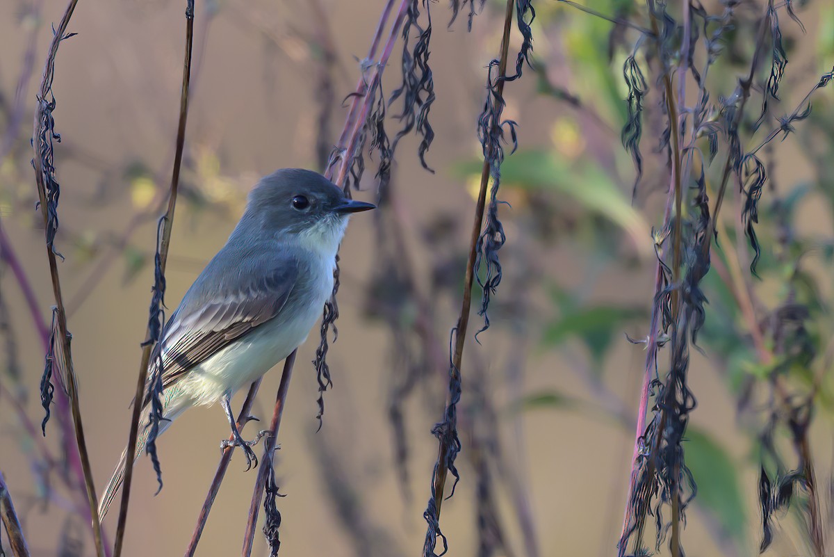 Eastern Phoebe - ML643602233
