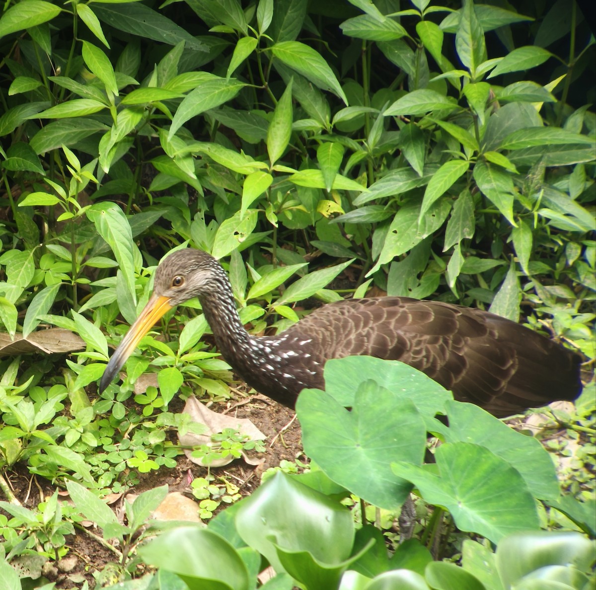 Limpkin - ML643602235