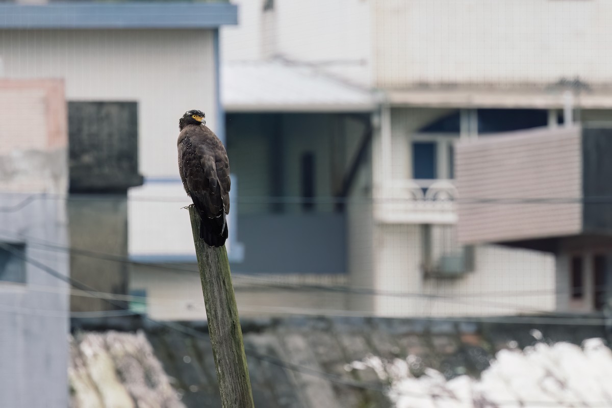 Crested Serpent-Eagle - ML643602248