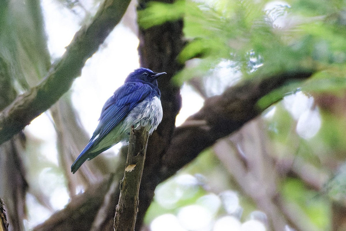 Blue-and-white Flycatcher - ML643602252