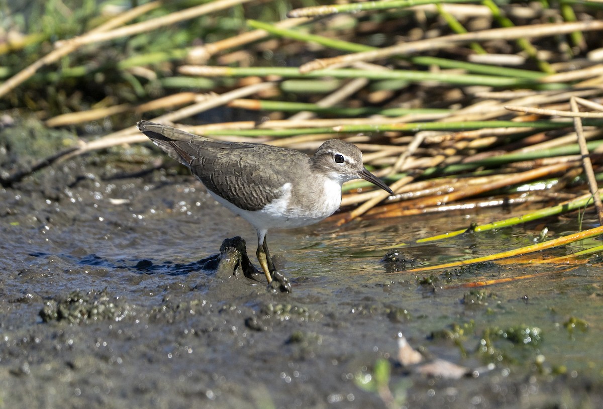 flekksnipe - ML643602273