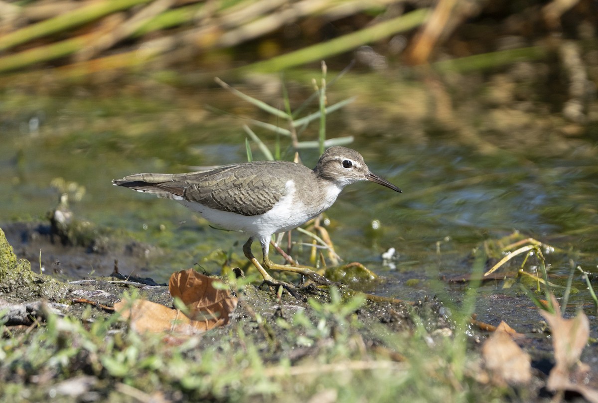 flekksnipe - ML643602276