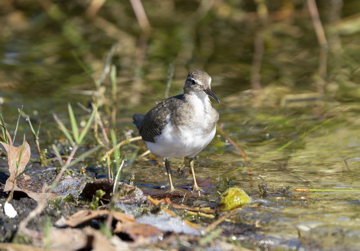 flekksnipe - ML643602282