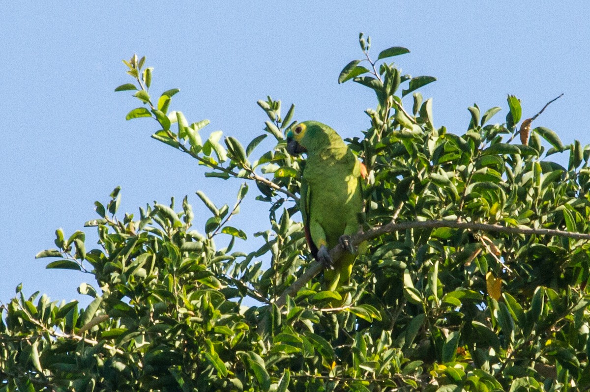 Amazona Frentiazul - ML643602285